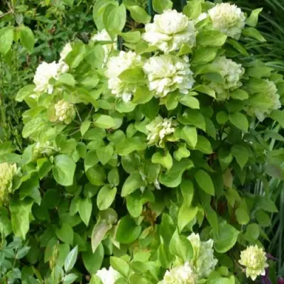 Клематис КОХАНА в Бобруйске