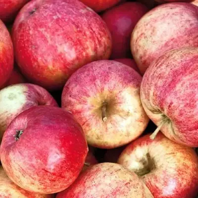 Яблоня ШТРИФЕЛЬ в Бобруйске