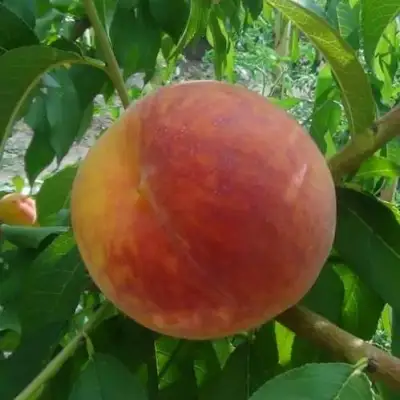 Персик ВАЙН ГОЛД Т3 в Бобруйске