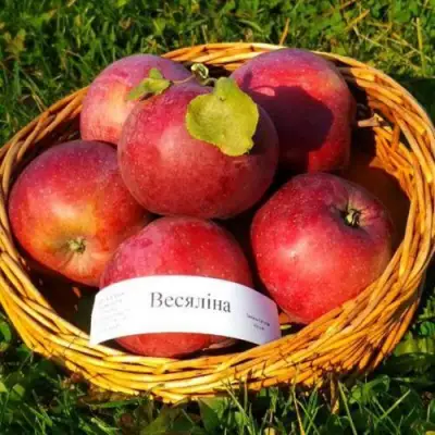 Яблоня ВЕСЯЛИНА в Бобруйске