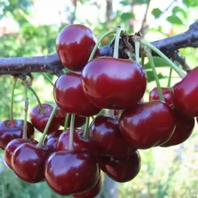 Вишня НОРД СТАР в Бобруйске