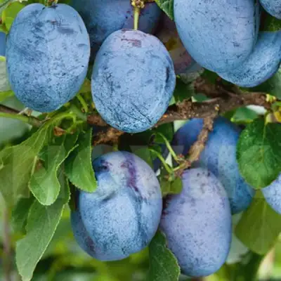 Слива ОДА в Бобруйске