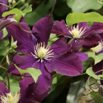 Клематис ГЕРОИ ВАРШАВЫ в Бобруйске