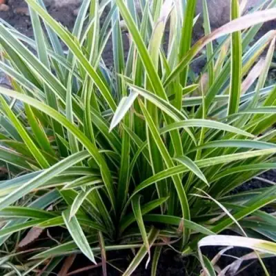 Осока МОРРОУ АЙС ДЭНС в Бобруйске