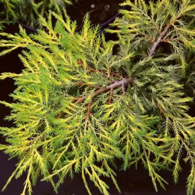 Можжевельник КИНГ ОФ СПРИНГ средний в Бобруйске