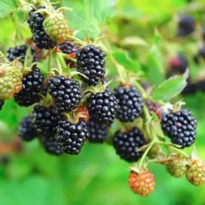 Ежевика АПАЧИ бесшипная  в Бобруйске