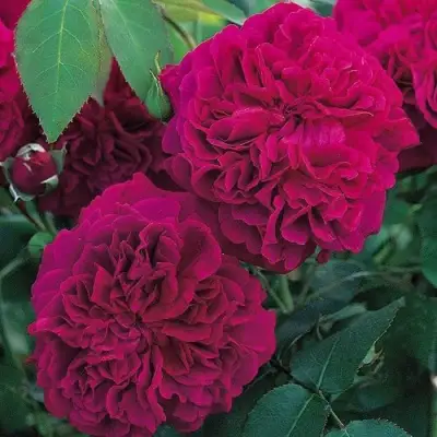 Роза ВИЛЬЯМ ШЕКСПИР английская в Бобруйске