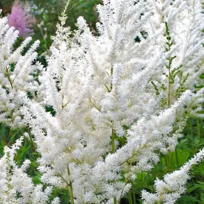 Астильба ДИАМАНТ Арендса в Бобруйске