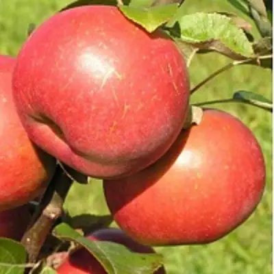 Яблоня РЕДКРАФТ в Бобруйске