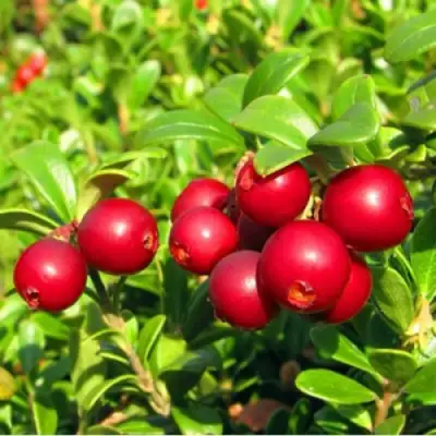 Брусника садовая РЕД ПЕРЛ в Бобруйске