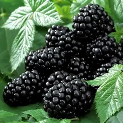 Ежевика БЛЭК БЬЮТИ в Бобруйске