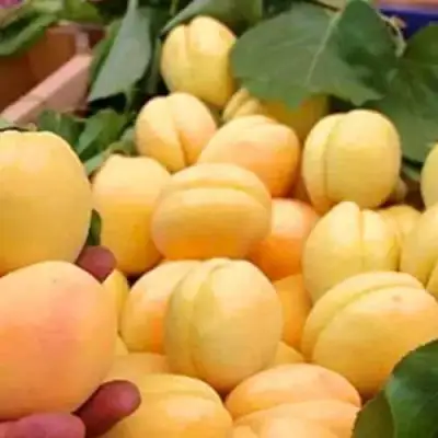 Абрикос АНАНАСНЫЙ в Бобруйске