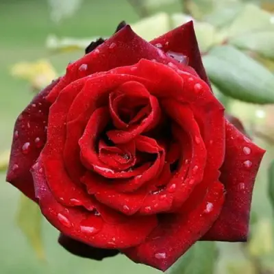 Роза ТАБУ чайно-гибридная в Бобруйске