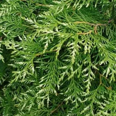 Туя СМАРАГД ВАРИЕГАТА западная в Бобруйске
