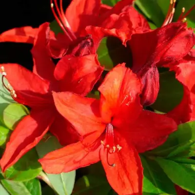 Азалия НАБУКО листопадная в Бобруйске