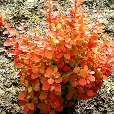 Барбарис ОРАНЖ ФАЙЕР тунберга в Бобруйске