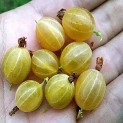 Крыжовник ЯРОВОЙ в Бобруйске