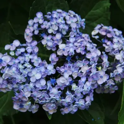 Гортензия АИША крупнолистная  в Бобруйске