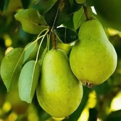 Груша СЕВЕРЯНКА колонновидная в Бобруйске