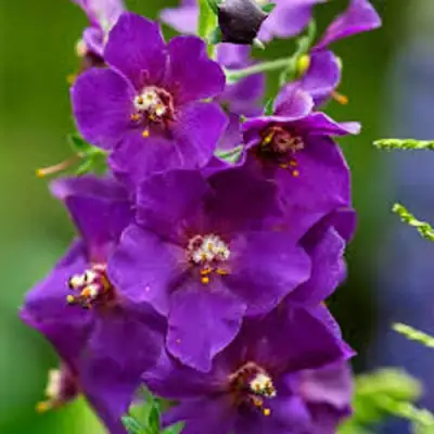 Коровяк ВИОЛЕТТА (вербаскум) в Бобруйске