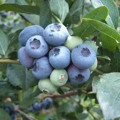 Голубика БЛЮЭТТА в Бобруйске