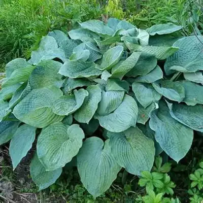 Хоста ЭЛЕГАНС Зибольда в Бобруйске