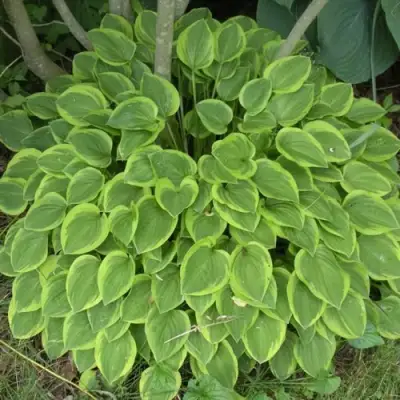 Хоста ГОЛДЕН ТИАРА в Бобруйске