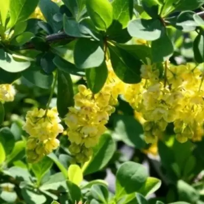 Барбарис ИНДИАН САММЕР  в Бобруйске