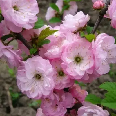 Миндаль ТРЁХЛОПАСТНЫЙ (луизеания) в Бобруйске