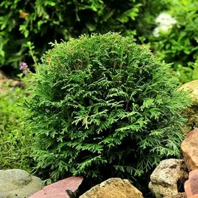 Туя ДАНИКА западная в Бобруйске