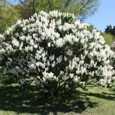 Сирень РОЧЕСТЕР в Бобруйске