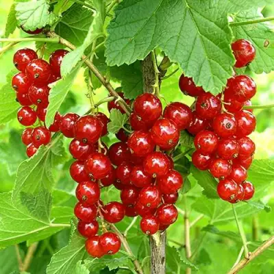 Смородина красная ФЕРТОДИ в Бобруйске