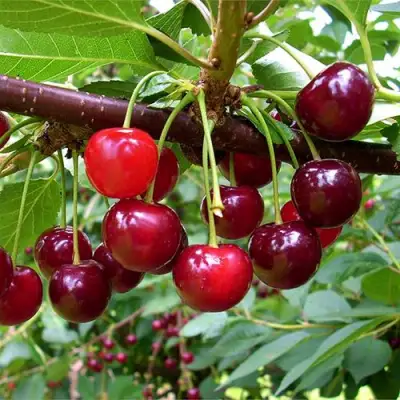 Вишня БРУСНИЦЫНА степная в Бобруйске