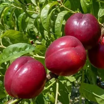 Нектарин БИГ-ТОП в Бобруйске