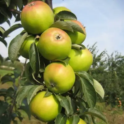 Яблоня ЛУКОМОР колонновидная в Бобруйске