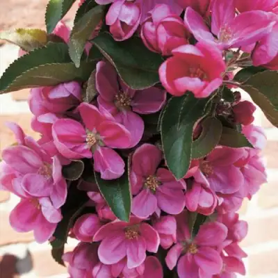 Яблоня ЗЕЛЁНЫЙ БУКЕТ декоративная в Бобруйске