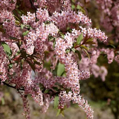 Черемуха НЕЖНОСТЬ в Бобруйске