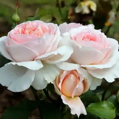 Роза АНДРЕ ЛЕ НОТР чайно-гибридная в Бобруйске