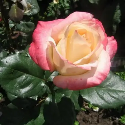 Роза БЕЛА ПЕРЛА чайно-гибридная в Бобруйске