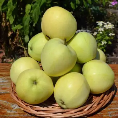 Яблоня ПАПИРОВКА в Бобруйске