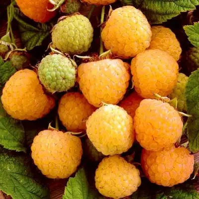 Малина ЗОЛОТЫЕ КУПОЛА в Бобруйске