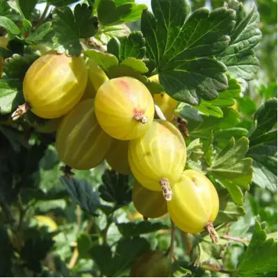 Крыжовник БЕРИЛЛ в Бобруйске