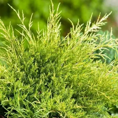 Можжевельник ОЛД ГОЛД средний в Бобруйске