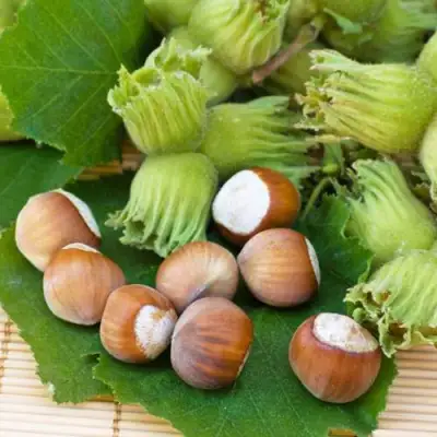 Фундук КРЕПКИЙ ОРЕШЕК в Бобруйске