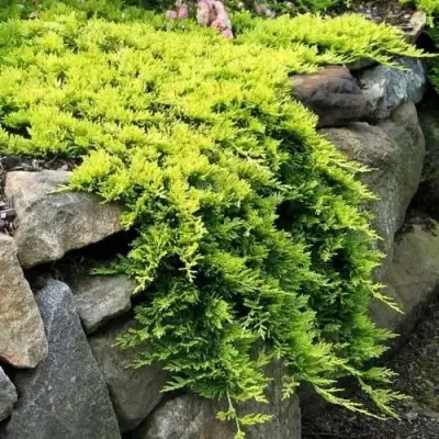 Можжевельник ГОЛДЕН КАРПЕТ горизонтальный  в Бобруйске