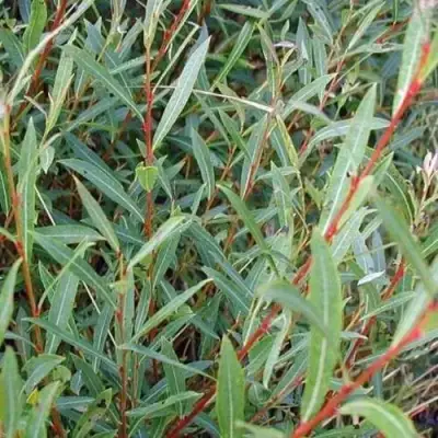 Ива НАНА пурпурная в Бобруйске