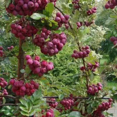 Рябина ДЕСЕРТНАЯ МИЧУРИНА сладкоплодная в Бобруйске