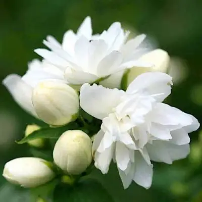 Жасмин ШНЕЕШТРУМ в Бобруйске