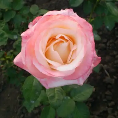 Роза БЕЛА ПЕРЛА чайно-гибридная в Бобруйске