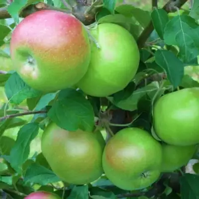 Яблоня НАВАВИТА в Бобруйске